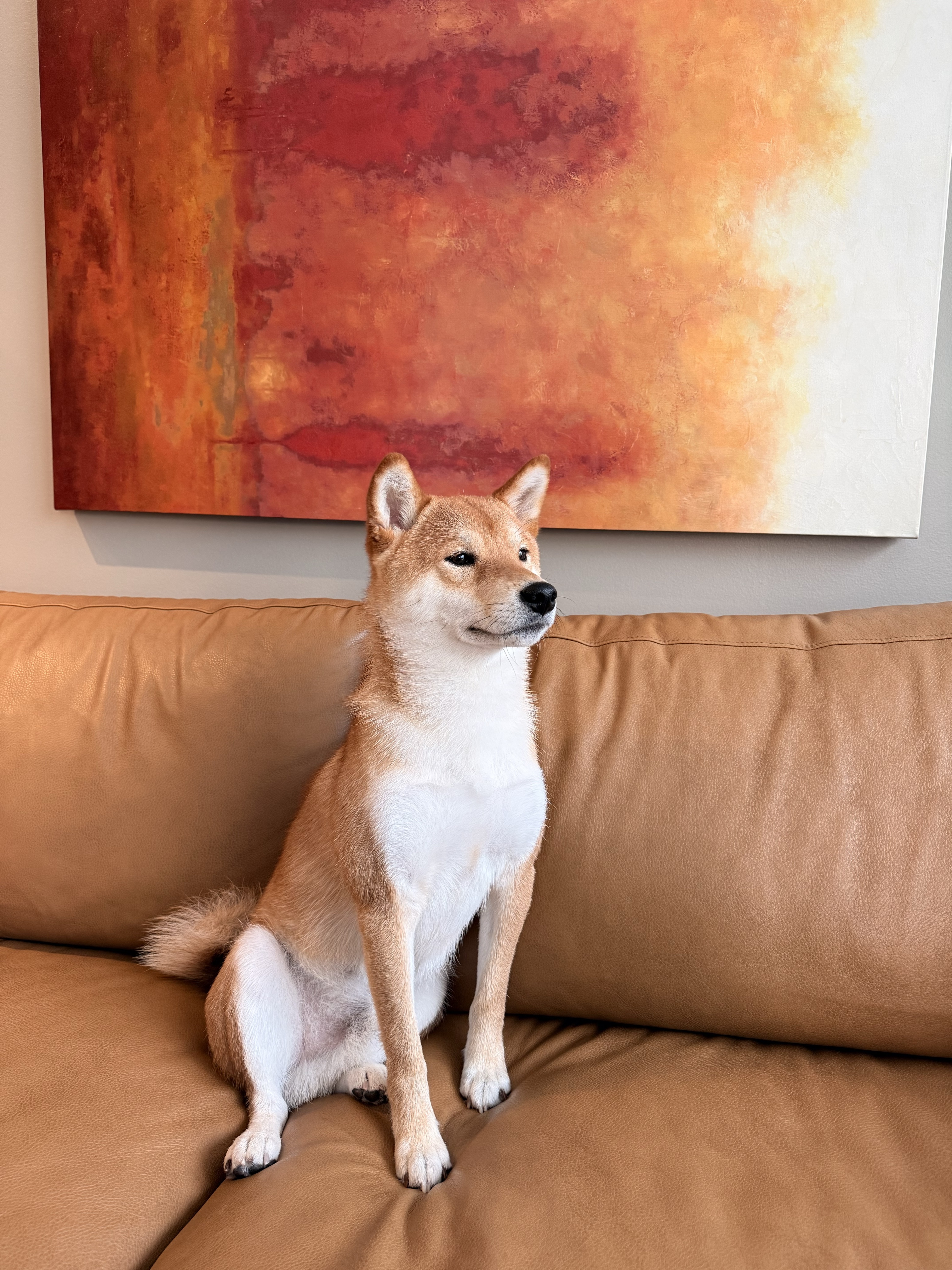 Kota the Shiba Inu resting on a caramel leather couch, looking warmly to the side